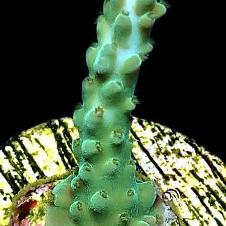 WYSIWYG 19H Turquoise And Blue Staghorn