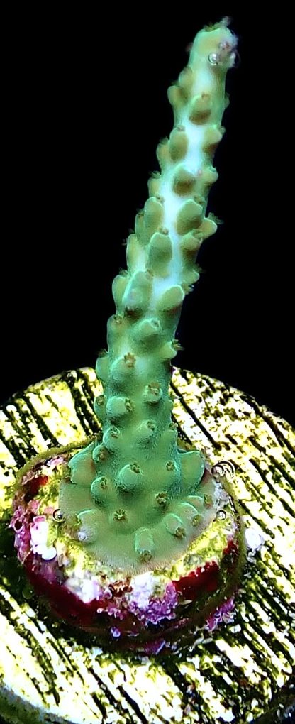 WYSIWYG 19H Turquoise And Blue Staghorn