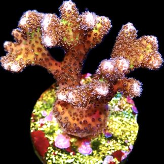 WYSIWYG 19E Golden Rod Pocillopora Frag Large