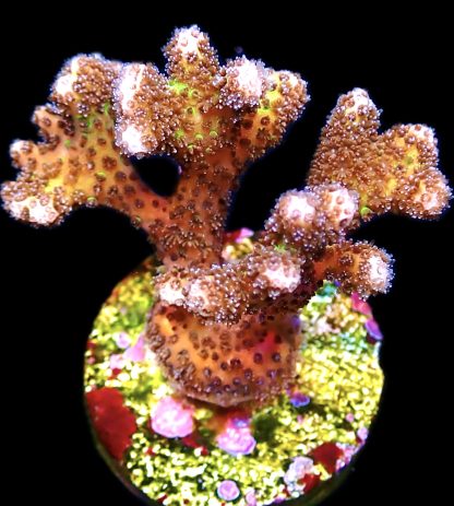 WYSIWYG 19E Golden Rod Pocillopora Frag Large