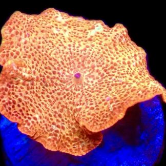 WYSIWYG 30B Golden Idol Mushroom