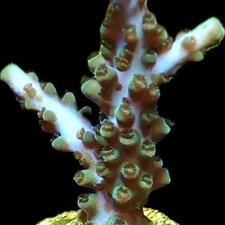 WYSIWYG 17i Acropora Selago Blue / Turquoise
