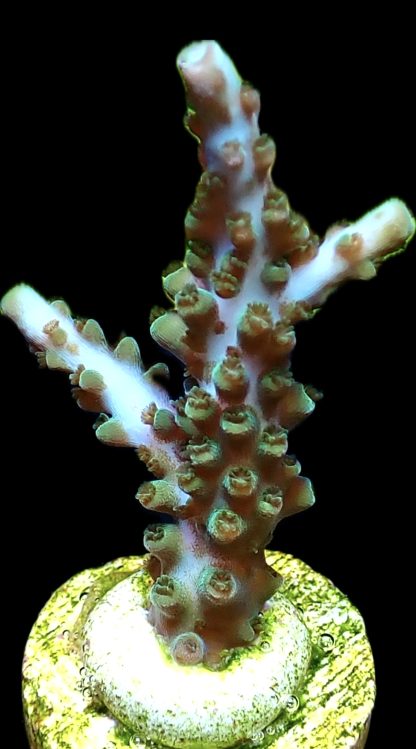 WYSIWYG 17i Acropora Selago Blue / Turquoise