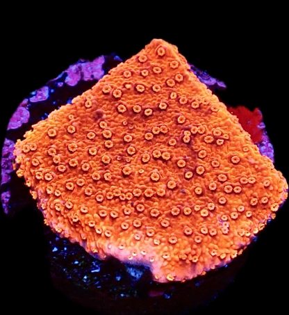 WYSIWYG 23K M.O.C. Sherbet Fizz Montipora Frag