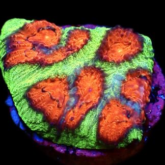 WYSIWYG 20L Red Eyed Christmas Favia Frag