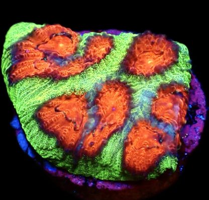 WYSIWYG 20L Red Eyed Christmas Favia Frag
