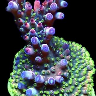 WYSIWYG 20G Berries And Cherries Acropora Frag Large   ***NEW***