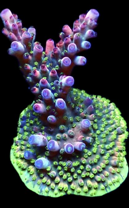 WYSIWYG 20G Berries And Cherries Acropora Frag Large   ***NEW***