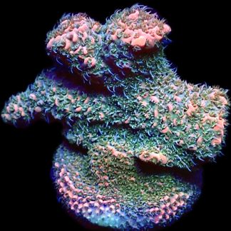 WYSIWYG 22G Rainbow Millepora Frag Large
