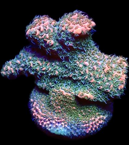 WYSIWYG 22G Rainbow Millepora Frag Large