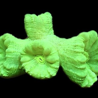 WYSIWYG 31i Neon Green Super Fluorescent Candy Cane