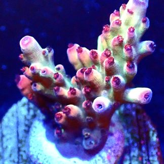 WYSIWYG 12E Berries And Cherries Acropora Frag   ***NEW***