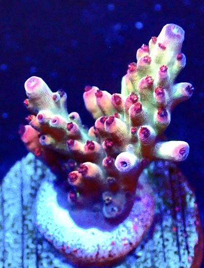 WYSIWYG 12E Berries And Cherries Acropora Frag   ***NEW***
