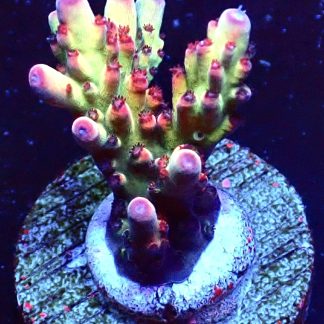 WYSIWYG 16H Berries And Cherries Acropora Frag   ***NEW*** (Copy)