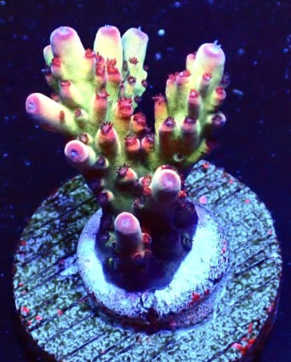 WYSIWYG 16H Berries And Cherries Acropora Frag   ***NEW*** (Copy)
