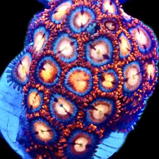 WYSIWYG Zoanthid Frag R2