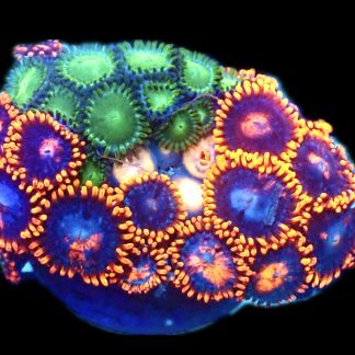WYSIWYG Zoanthid Frag R7