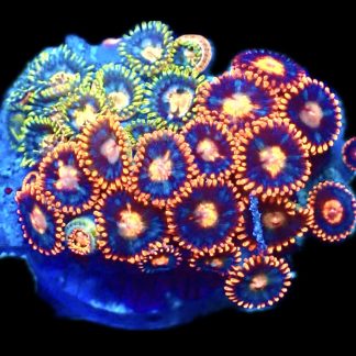 WYSIWYG Zoanthid Frag R8