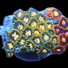 WYSIWYG Zoanthid Frag M9