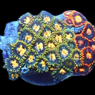 WYSIWYG Zoanthid Frag R9