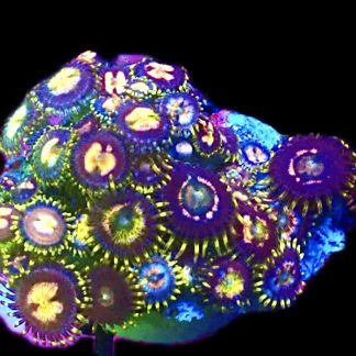 WYSIWYG Zoanthid Frag C8