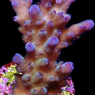 WYSIWYG 24H Miyagi Tort Acropora Frag