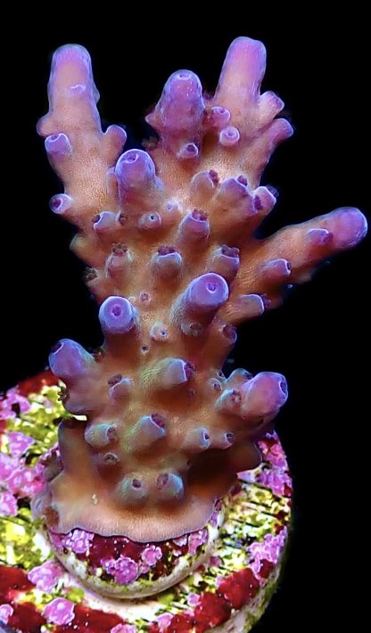 WYSIWYG 24H Miyagi Tort Acropora Frag