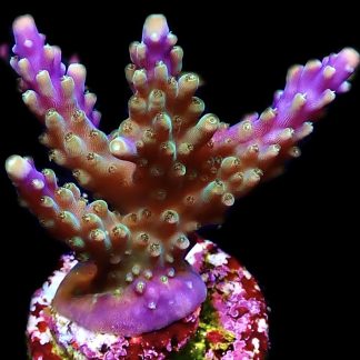 WYSIWYG 21J Purple Monster Acropora Frag