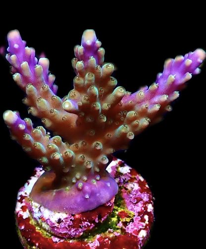 WYSIWYG 21J Purple Monster Acropora Frag