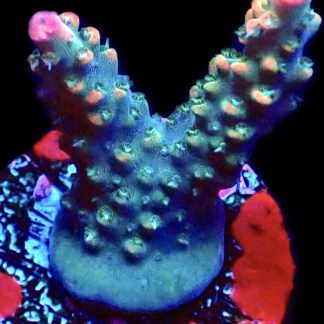 WYSIWYG 16F M.O.C. Krakatoa Acropora Frag