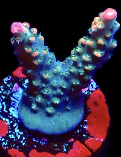 WYSIWYG 16F M.O.C. Krakatoa Acropora Frag