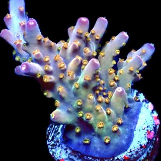 WYSIWYG 24F Purple Rain Acropora Frag
