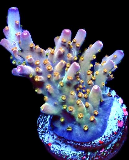 WYSIWYG 24F Purple Rain Acropora Frag