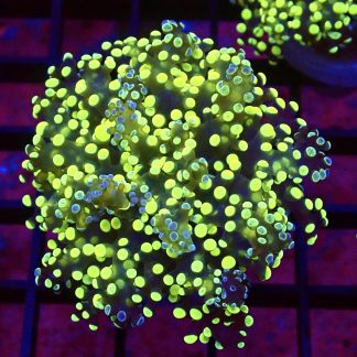 Grafted Lime / Purple Frogspawn Large Single Head