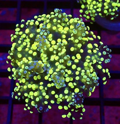 Grafted Lime / Purple Frogspawn Large Single Head
