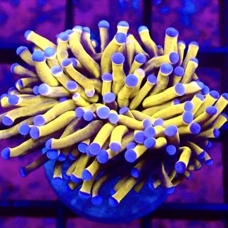 WYSIWYG 24K Gold Torch Euphyllia T2 Large Single Head