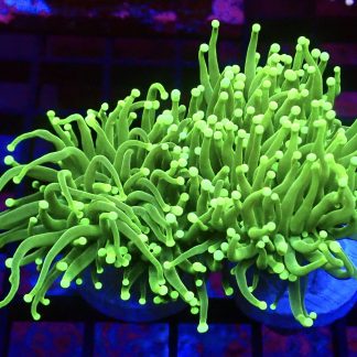 Ultra Neon Green Fluorescent Torch Euphyllia Double Head