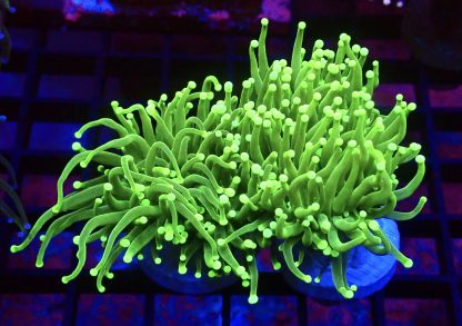 Ultra Neon Green Fluorescent Torch Euphyllia Double Head