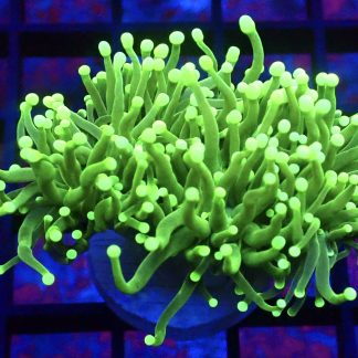 Ultra Neon Green Fluorescent Torch Euphyllia Single