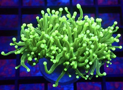 Ultra Neon Green Fluorescent Torch Euphyllia Single