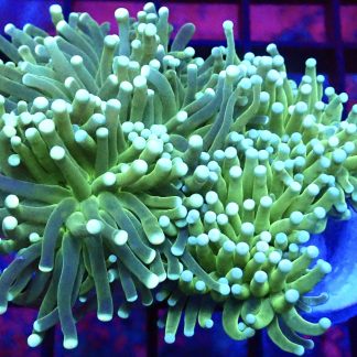 Lime Torch Euphyllia Single Head