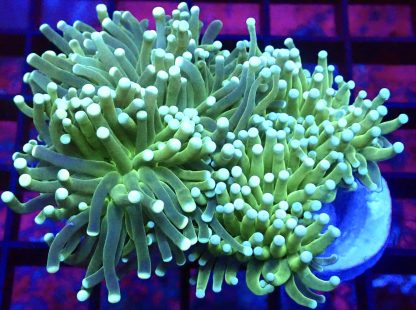 Lime Torch Euphyllia Single Head