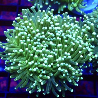 Lime Torch Euphyllia Double Head
