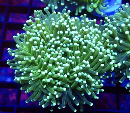Lime Torch Euphyllia Double Head