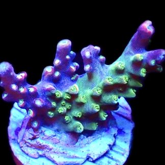 WYSIWYG 25B M.O.C. Bubblebath Unicorn Acropora Frag