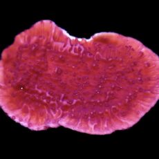 WYSIWYG 13A Purple Plating Montipora Frag Large