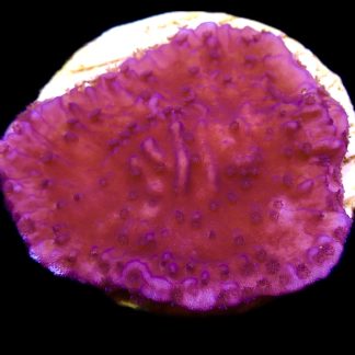 WYSIWYG 13G Purple Plating Montipora Frag
