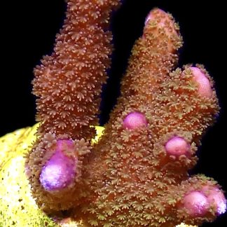 WYSIWYG 21H Purple Montipora Digitata