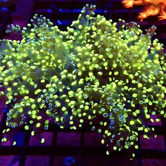 WYSIWYG T1 Grafted Lime / Purple Frogspawn Large Single Head
