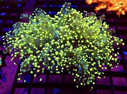 WYSIWYG T1 Grafted Lime / Purple Frogspawn Large Single Head